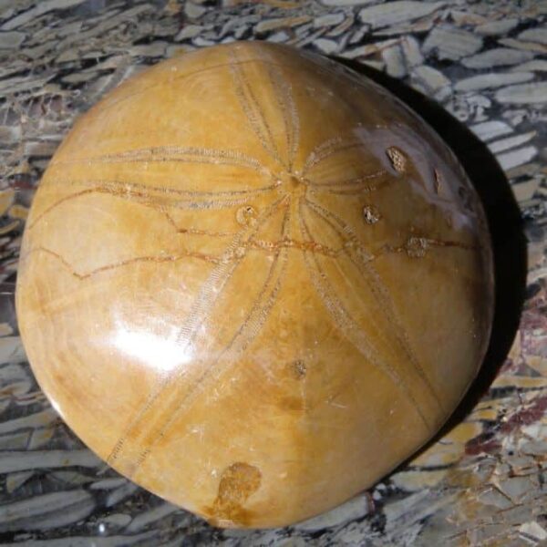 Fossil Sea Urchin top