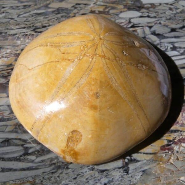 Fossil Sea Urchin top