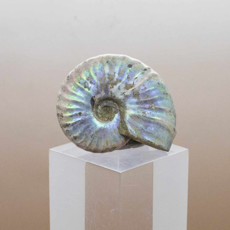 ammonite crystal ammonite crystal