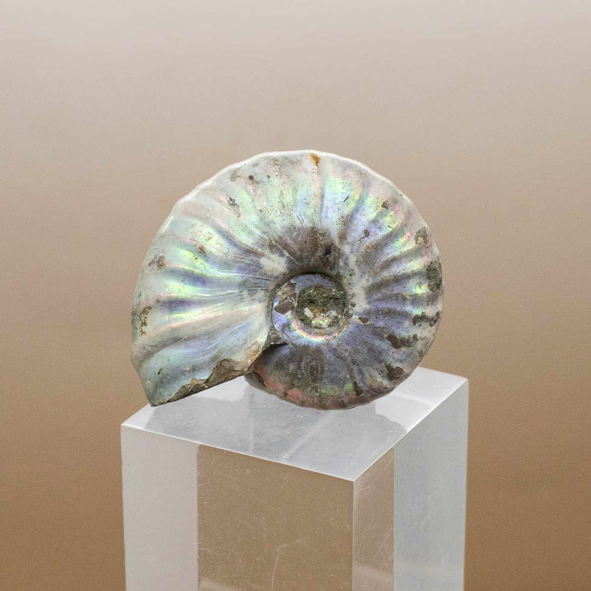 ammonite crystal meaning