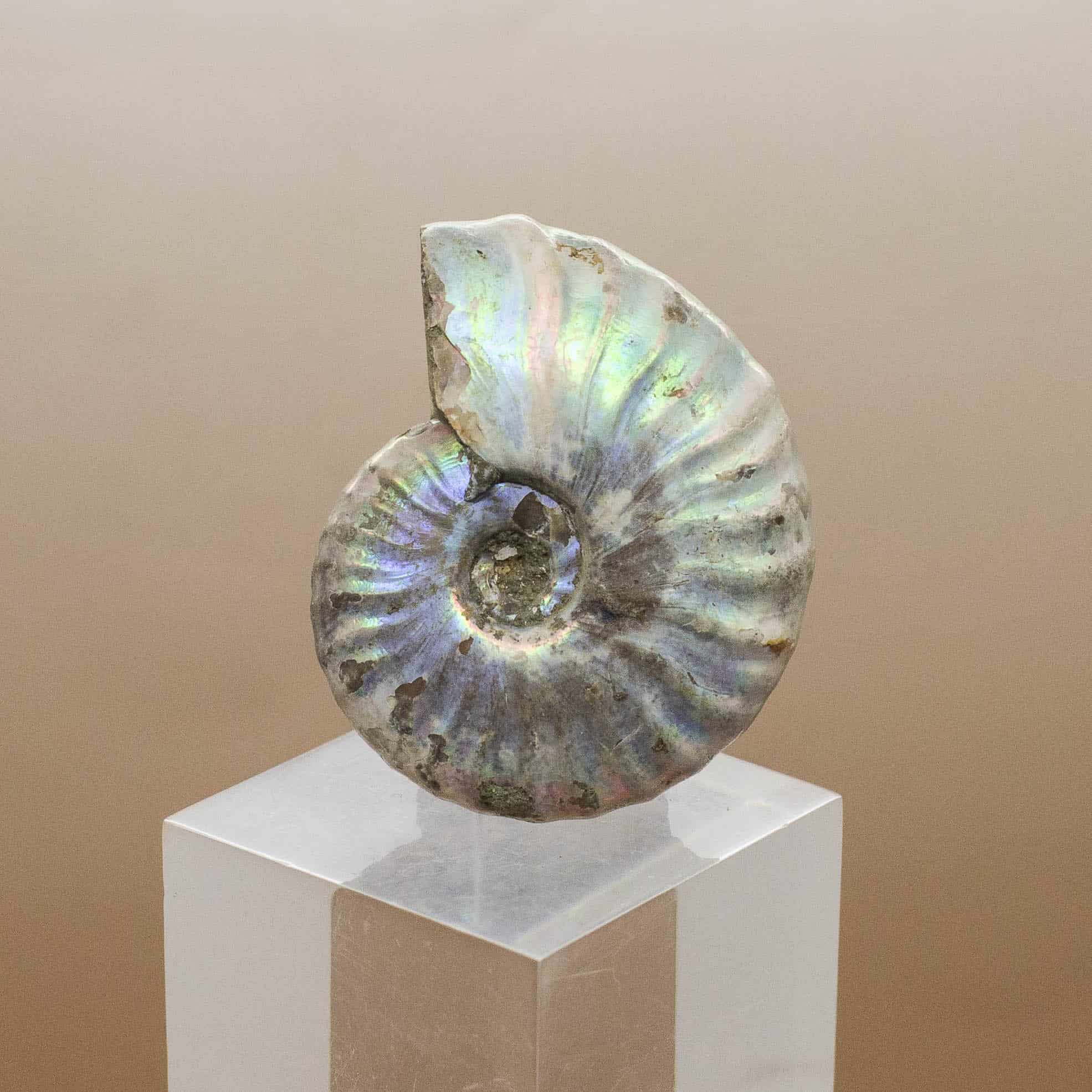 ammonite crystal ammonite crystal