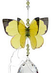 Grass Yellow Butterfly