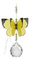 Grass Yellow Butterfly
