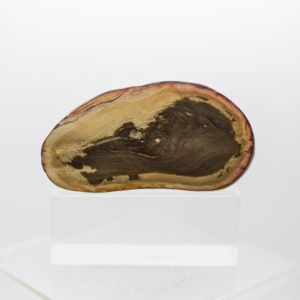 petrified wood chunk (1)