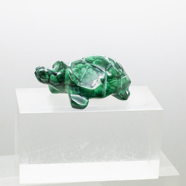 malachite turtle