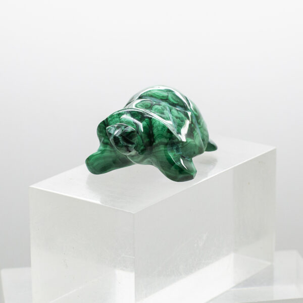 malachite turtle