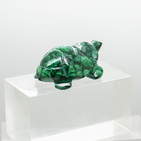 malachite turtle