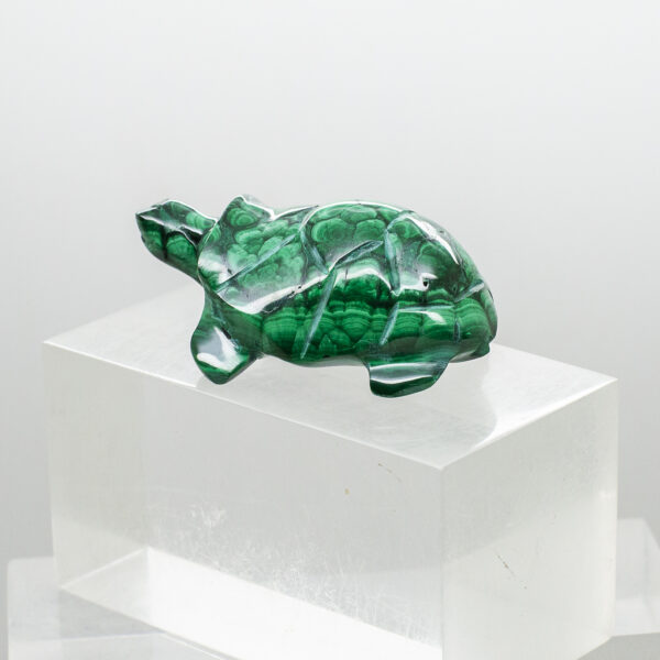 malachite turtle