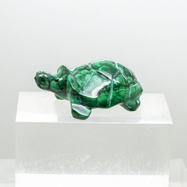 malachite turtle