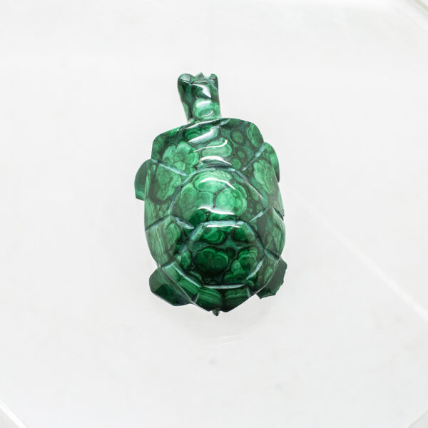 malachite turtle