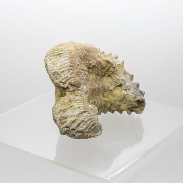 oyster fossil