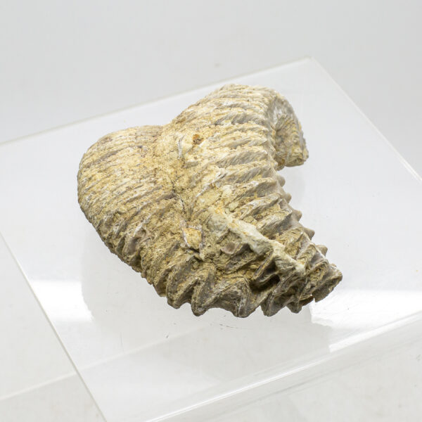 oyster fossil