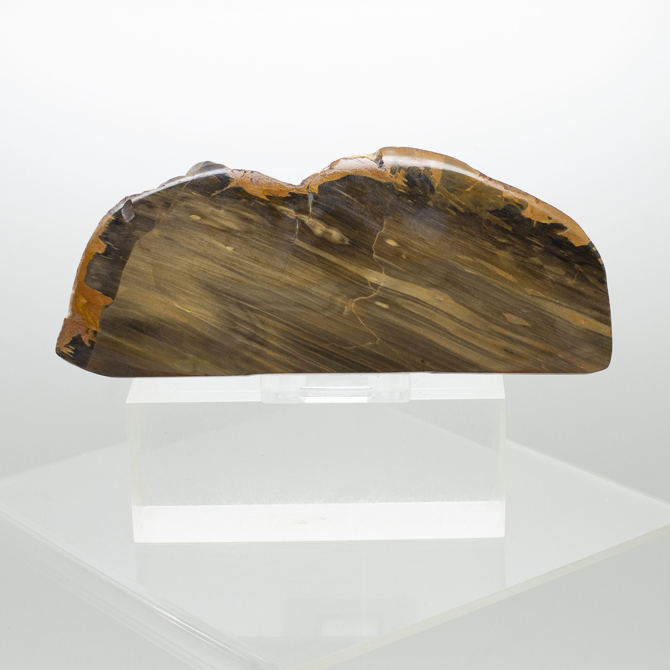 petrified wood slice
