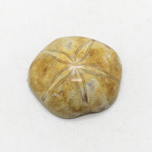 fossil sea urchin