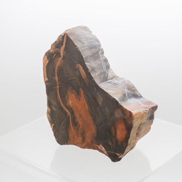 petrified wood slice