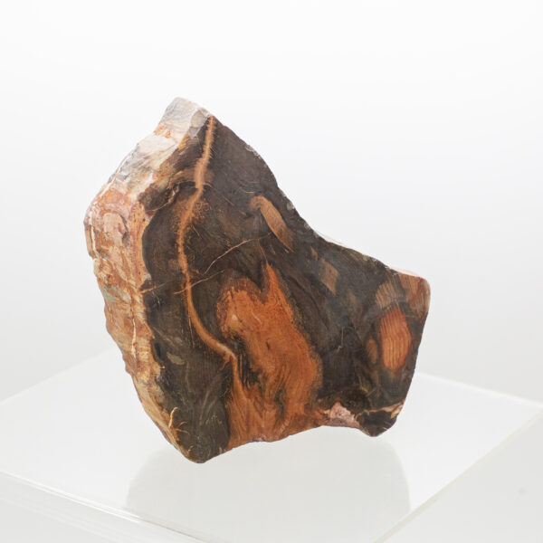 petrified wood slice