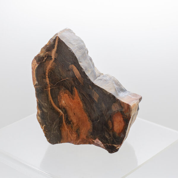 petrified wood slice