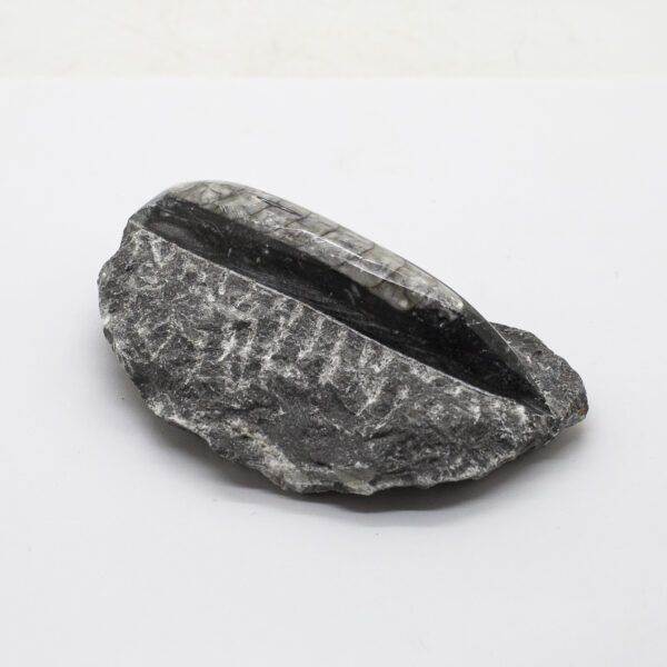 orthoceras fossil