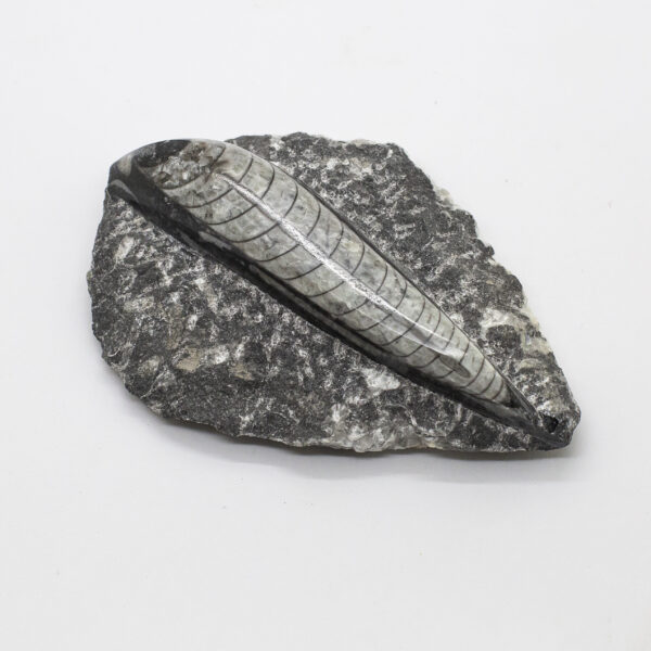 orthoceras fossil