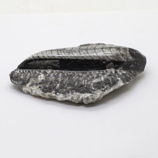 orthoceras fossil