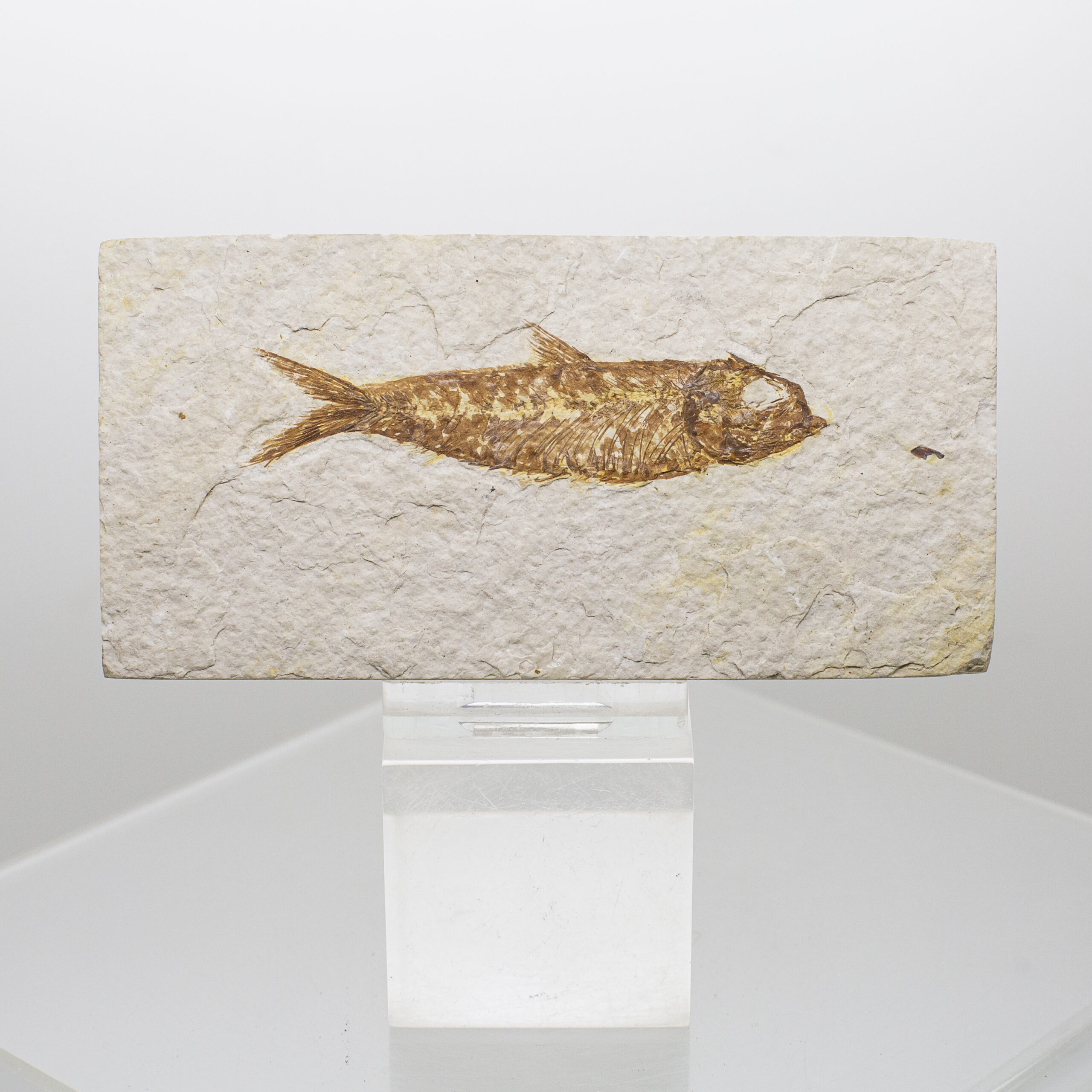 fish fossil knightia alta