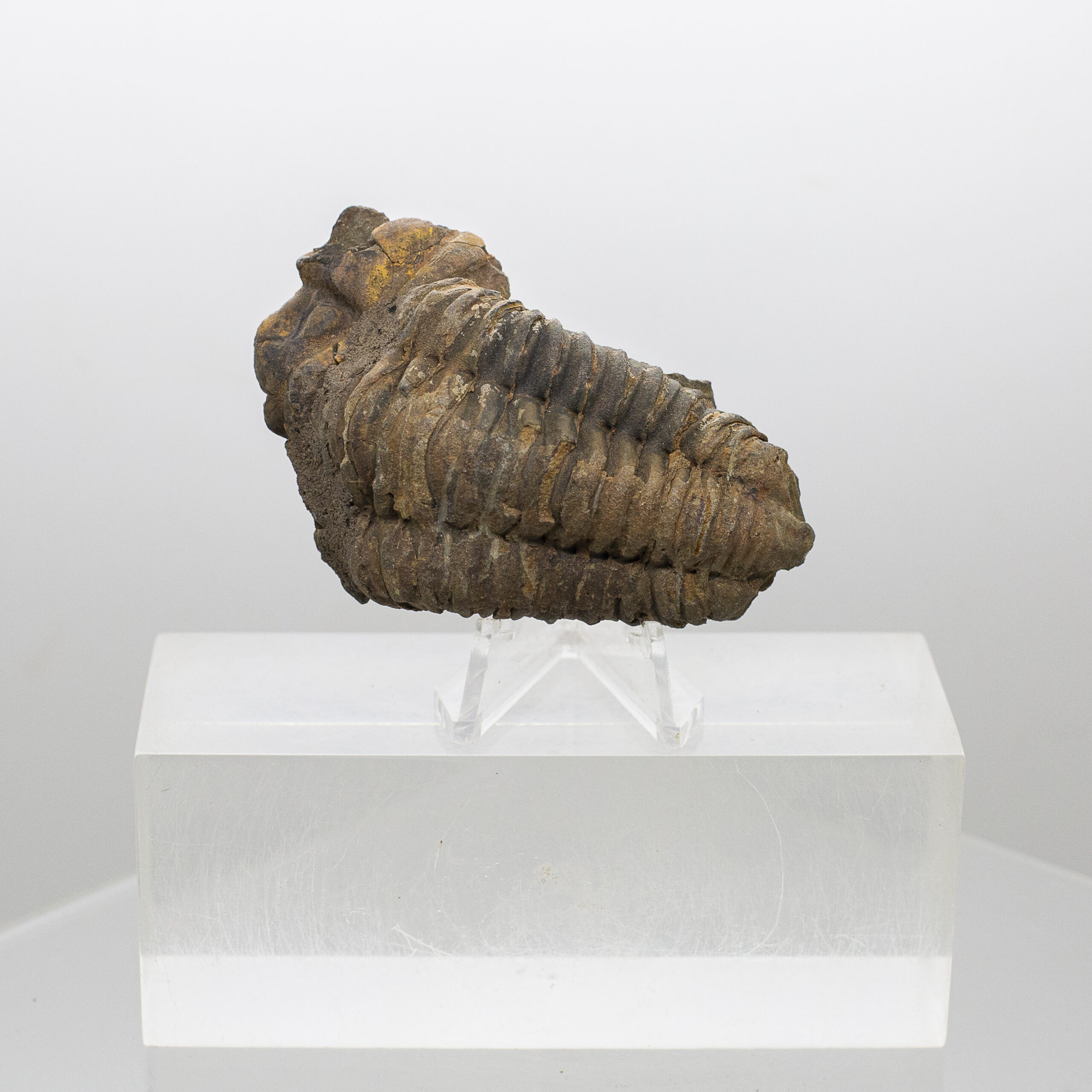 trilobite fossil