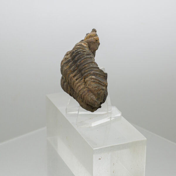 trilobite fossil