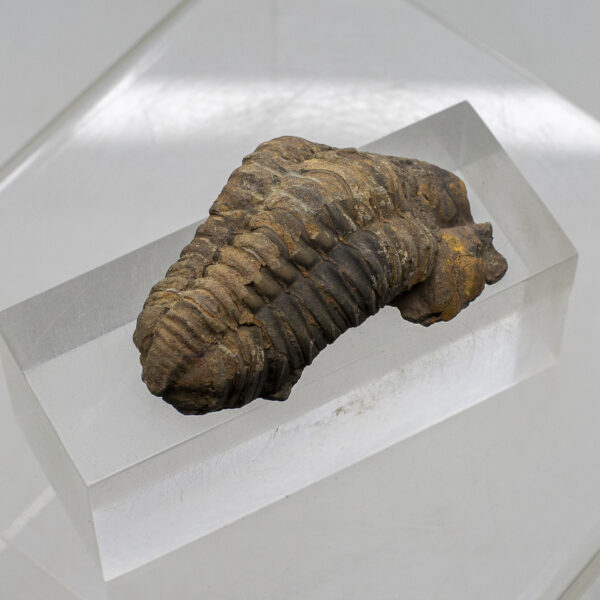 trilobite fossil