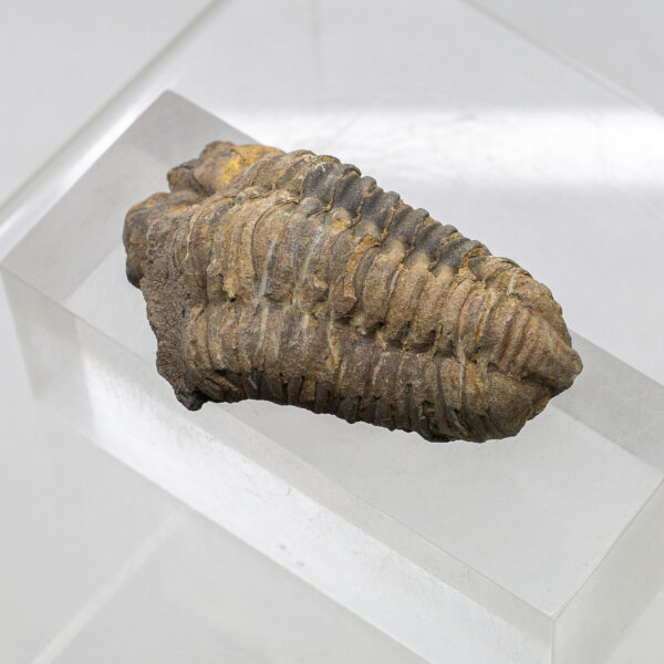 trilobite fossil