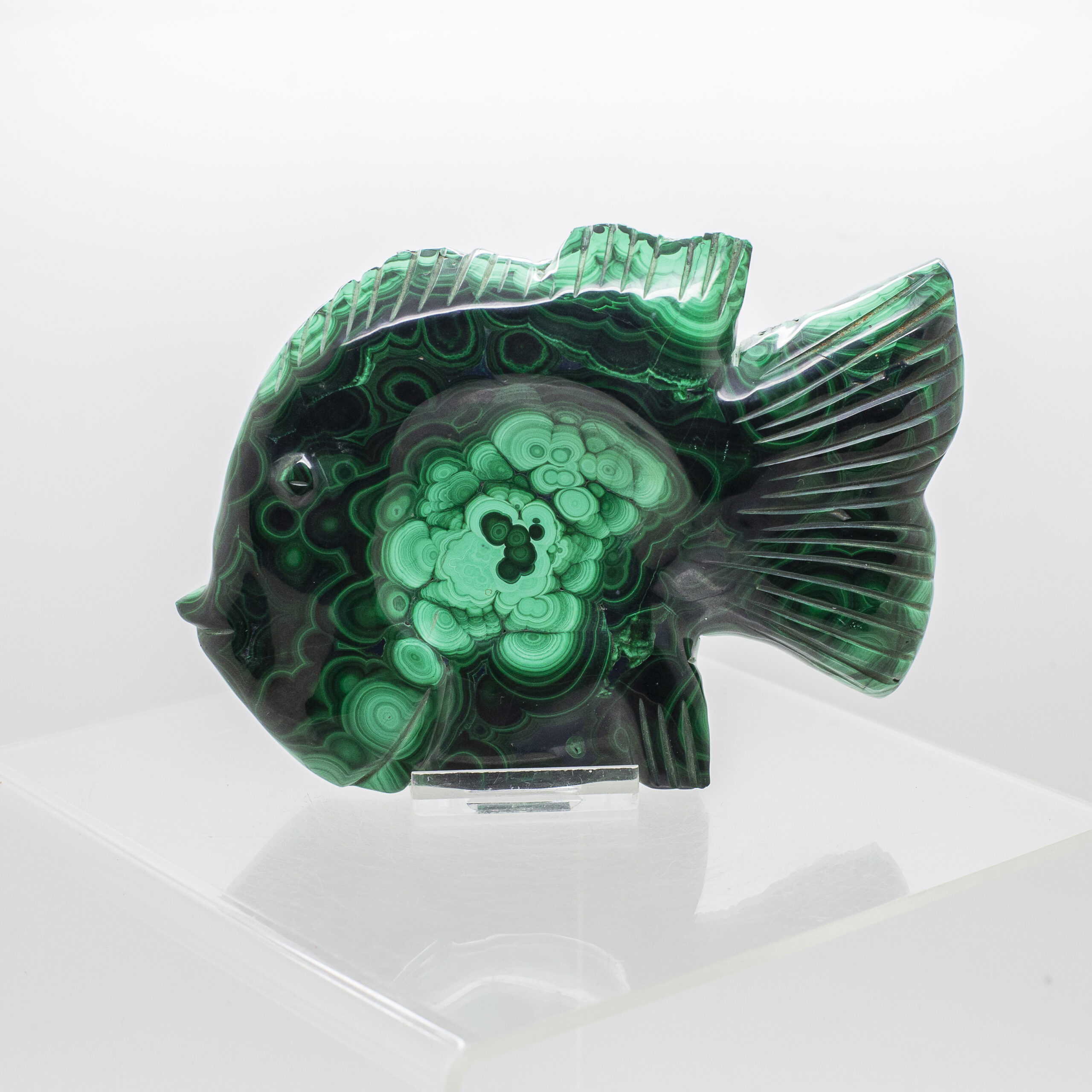 malachite fish