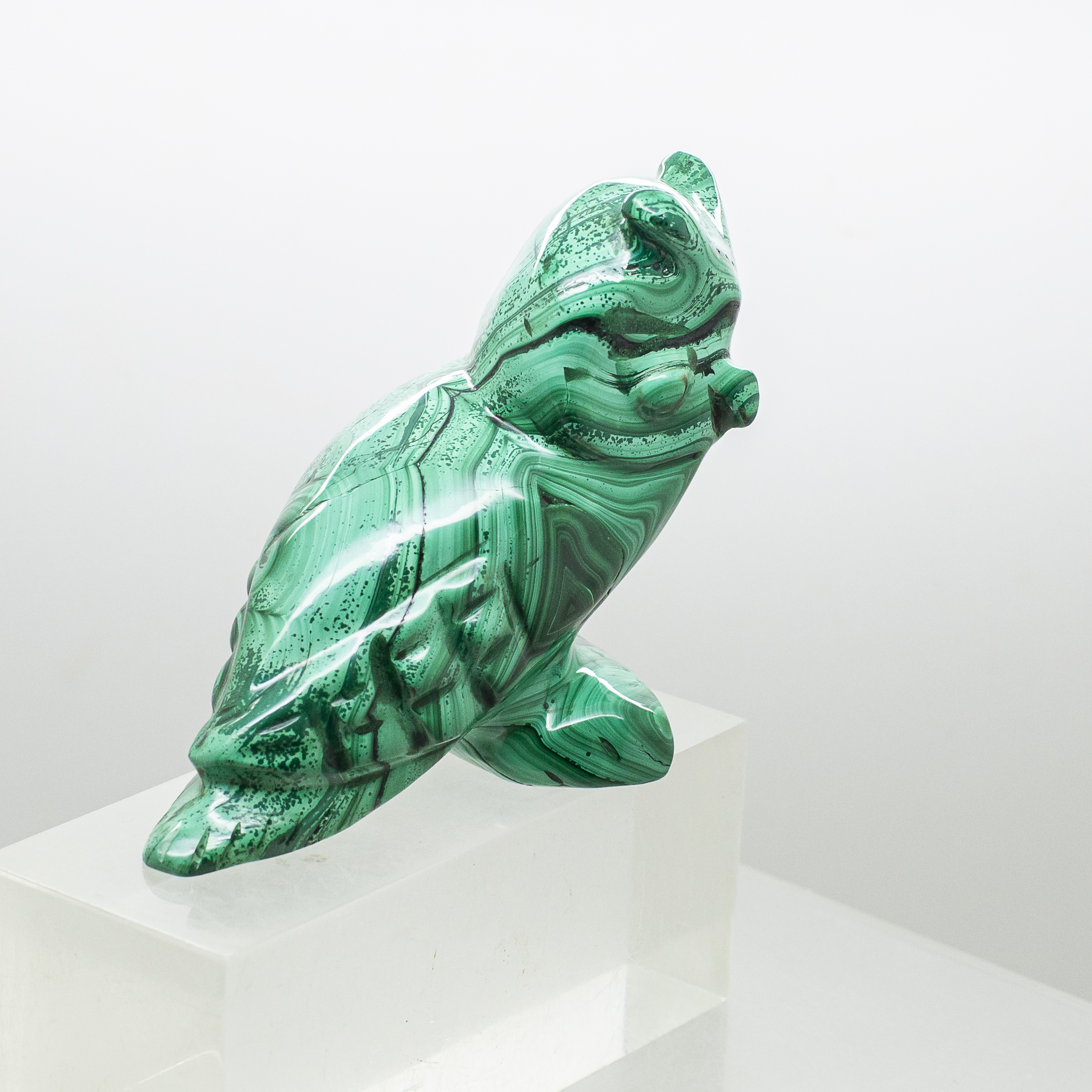 malachite owl
