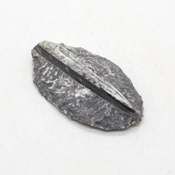 orthoceras fossil