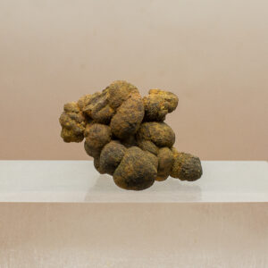 coprolite fossil dinosaur dung