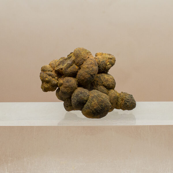 coprolite fossil dinosaur dung