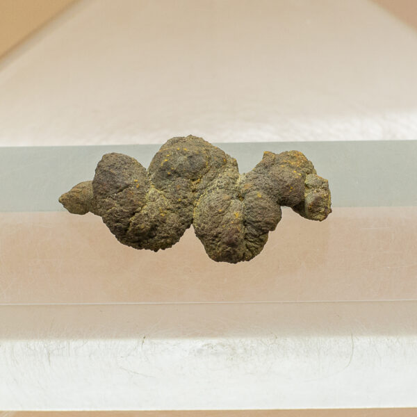 coprolite fossil dinosaur dung
