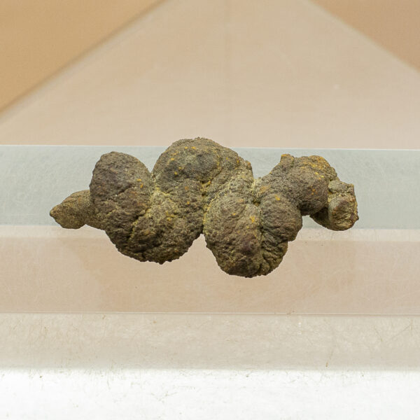 coprolite fossil dinosaur dung
