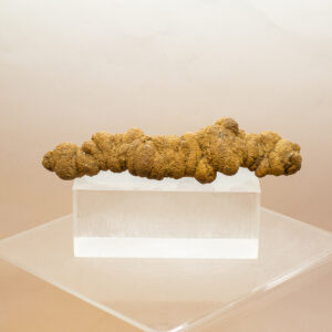 coprolite fossil dinosaur dung (copy)