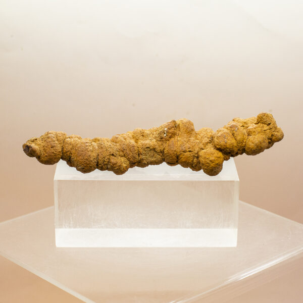 coprolite fossil dinosaur dung (copy)