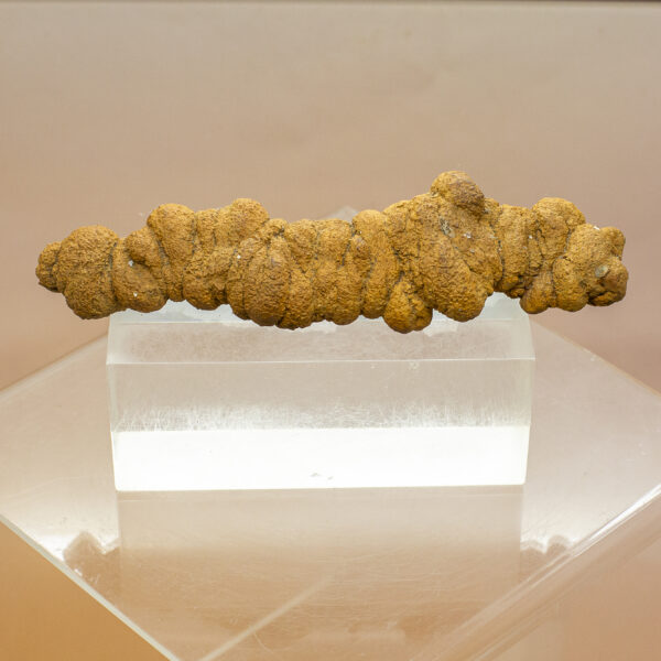 coprolite fossil dinosaur dung (copy)