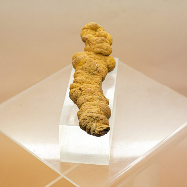 coprolite fossil dinosaur dung (copy)