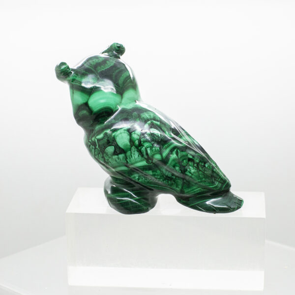 malachite owl