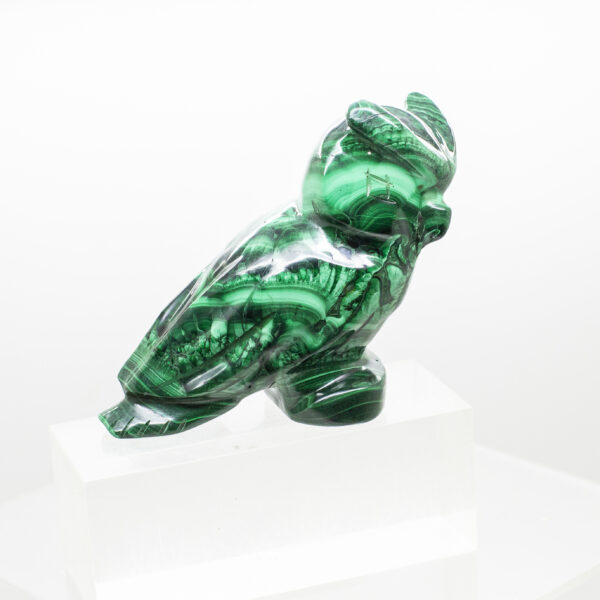 malachite owl