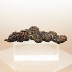 coprolite fossil dinosaur dung