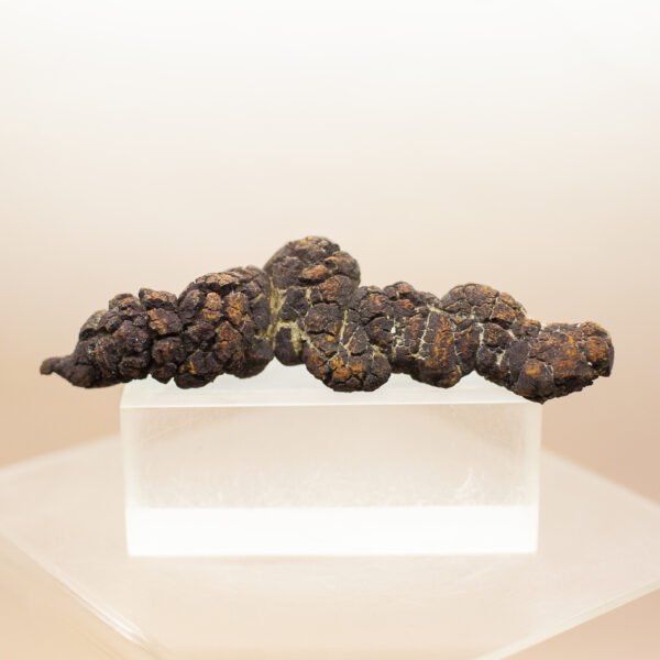 coprolite fossil dinosaur dung (copy)