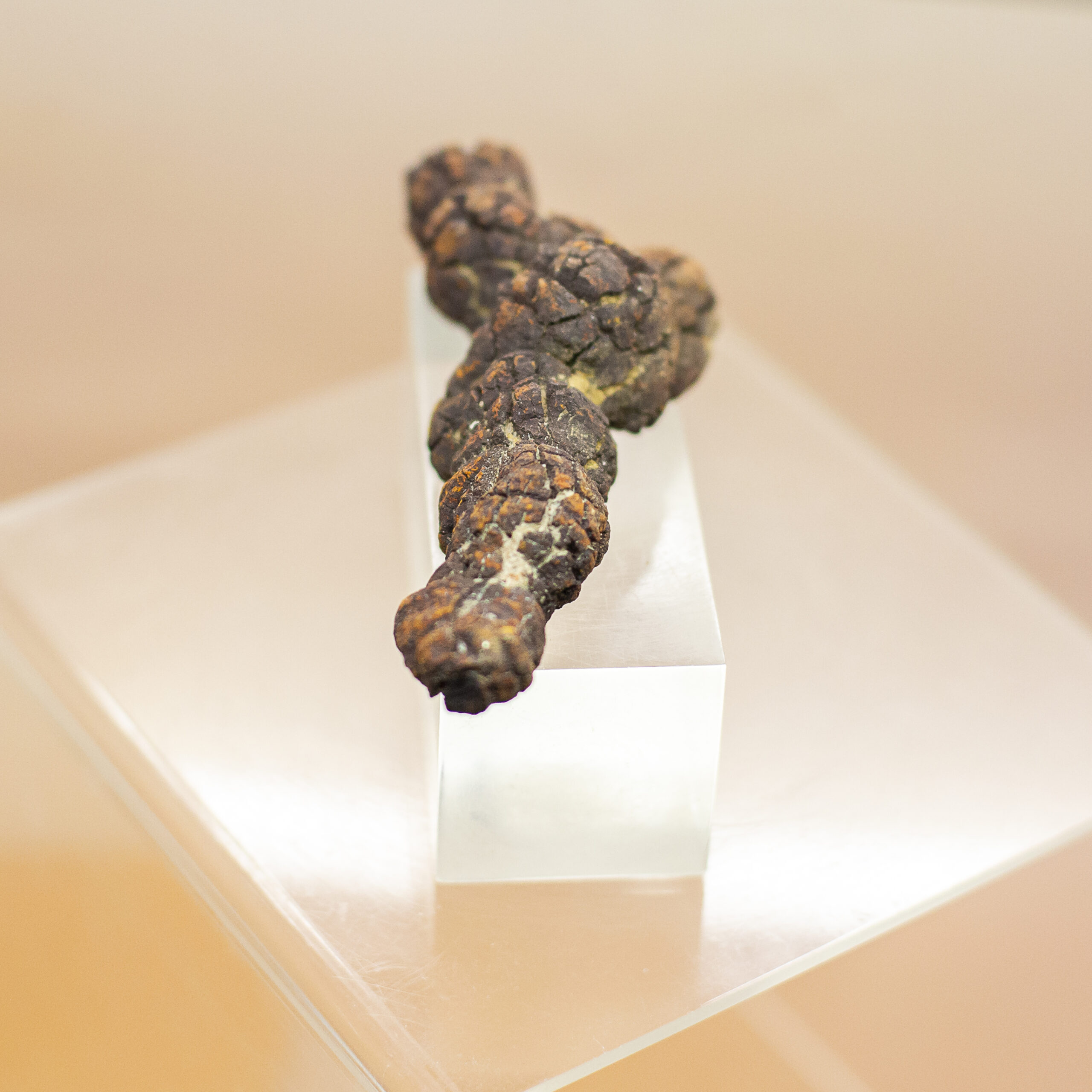 coprolite fossil dinosaur dung