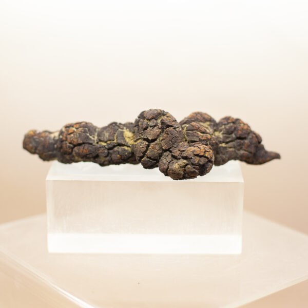 coprolite fossil dinosaur dung (copy)