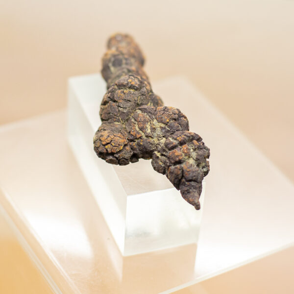 coprolite fossil dinosaur dung (copy)
