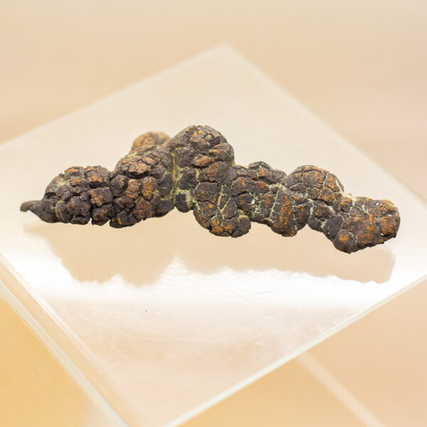 coprolite fossil dinosaur dung (copy)