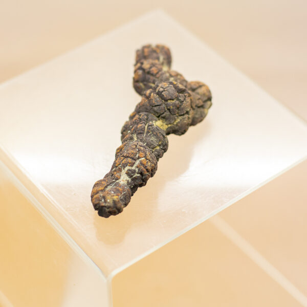 coprolite fossil dinosaur dung (copy)