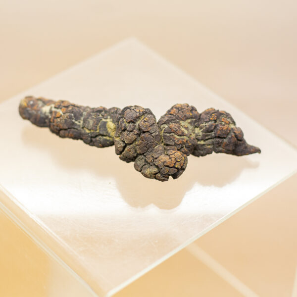 coprolite fossil dinosaur dung (copy)